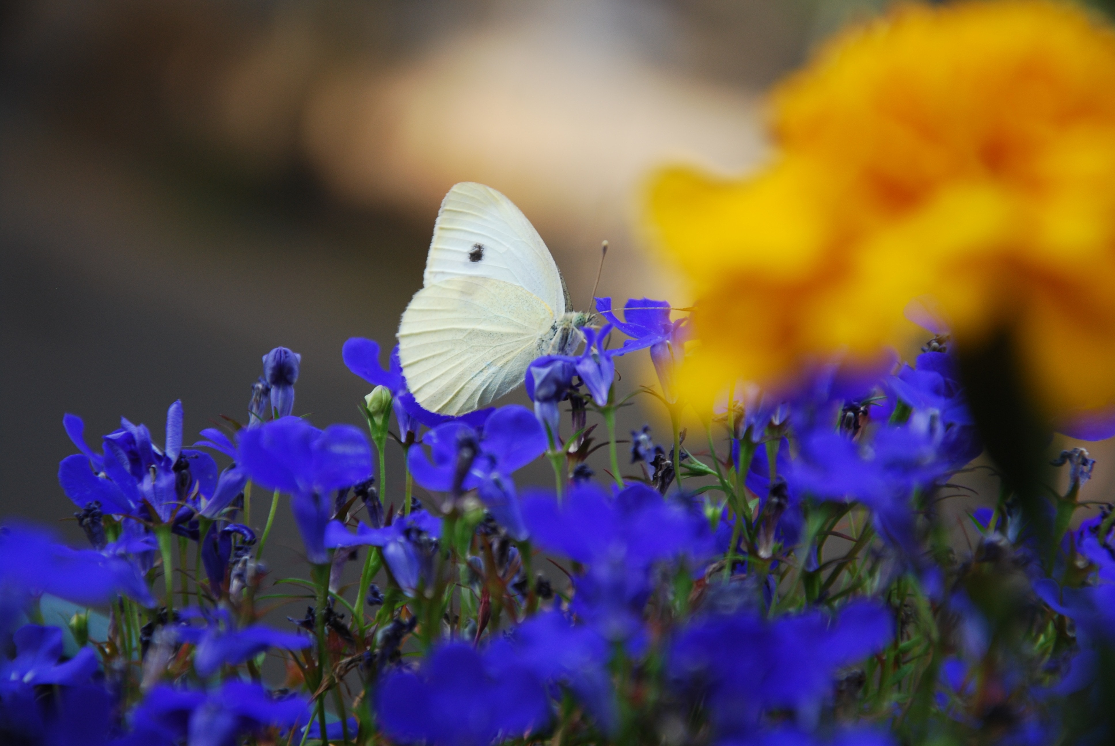 white moth and blue petal flower lot