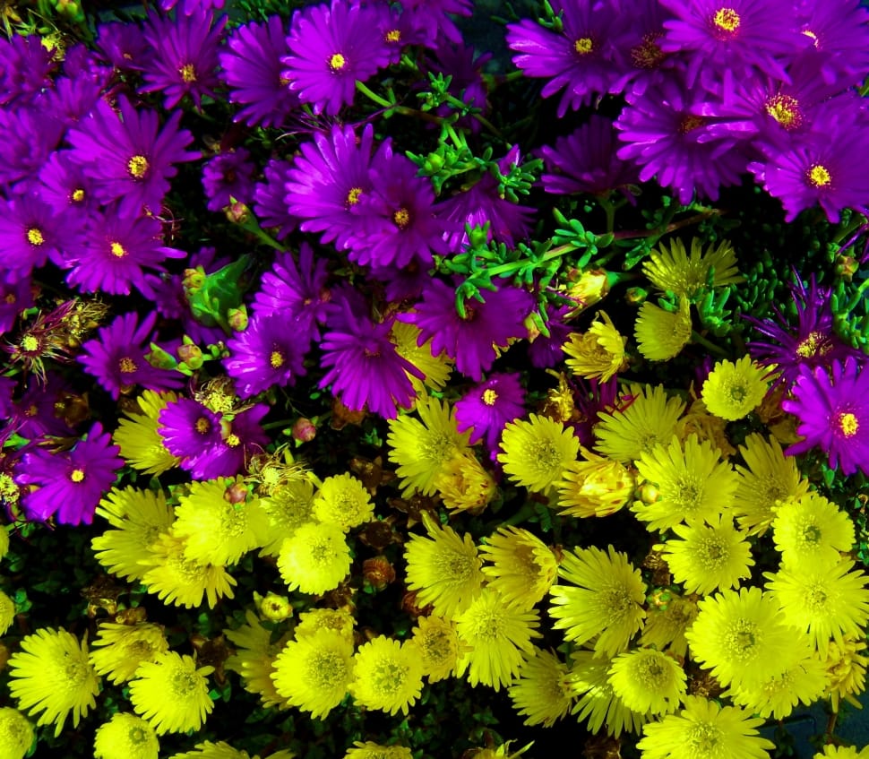 yellow and purple moss rose preview