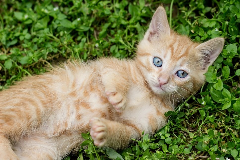 kitten tabby cat orange
