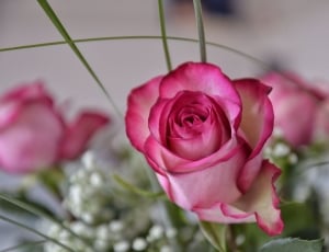 selective focus photography of pink rose thumbnail