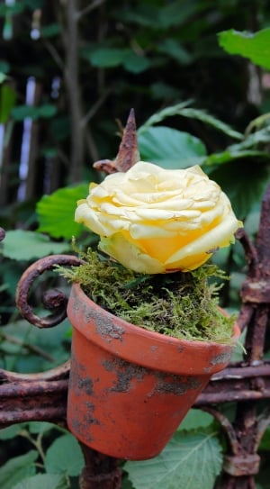 Flowerpot, Rustic, Rose, Romantic, Fence, yellow, outdoors thumbnail