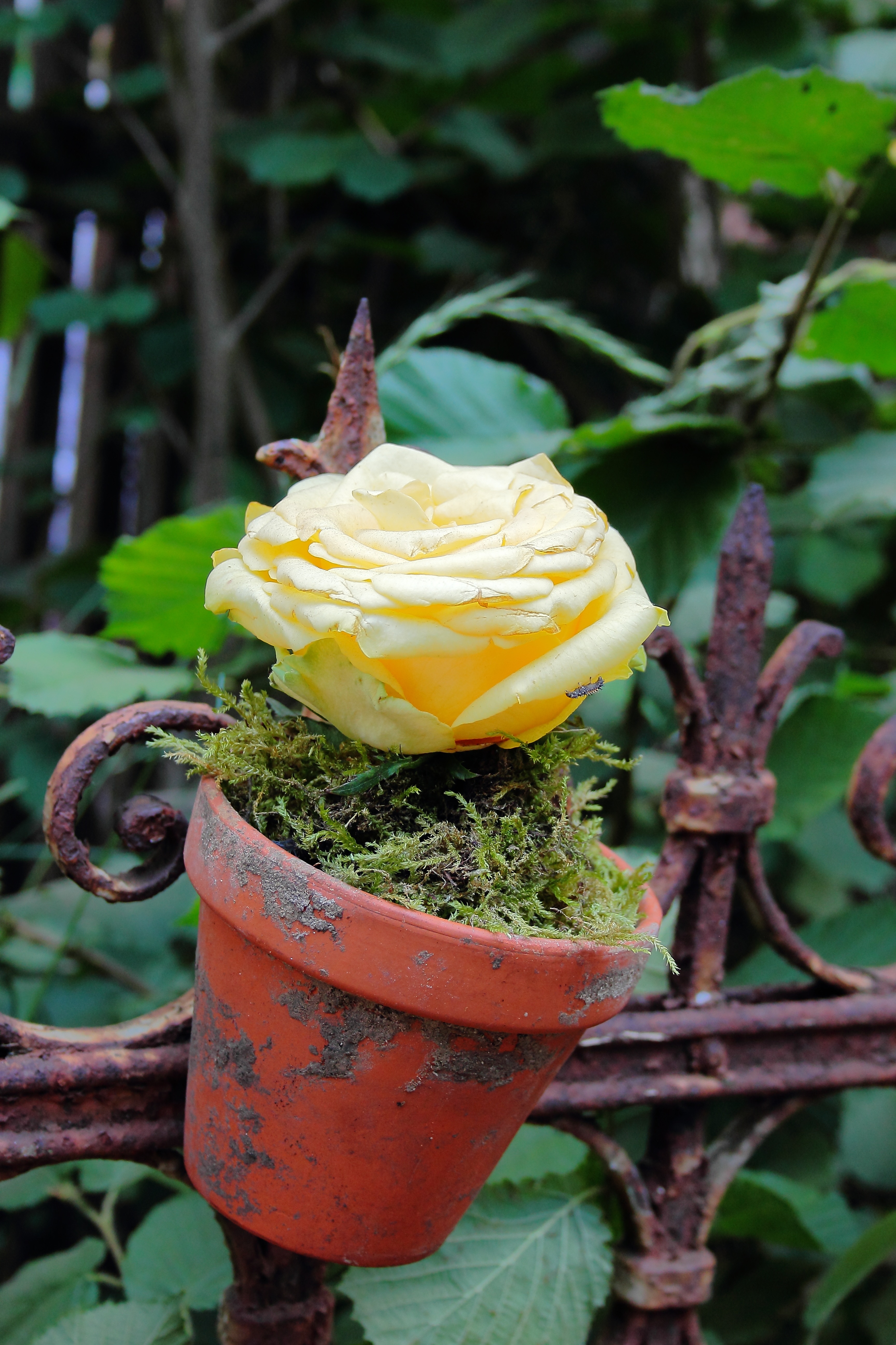 Flowerpot, Rustic, Rose, Romantic, Fence, yellow, outdoors