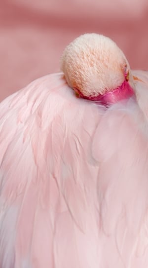 Pink, Bird, Water Bird, Flamingo, pink color, feather thumbnail