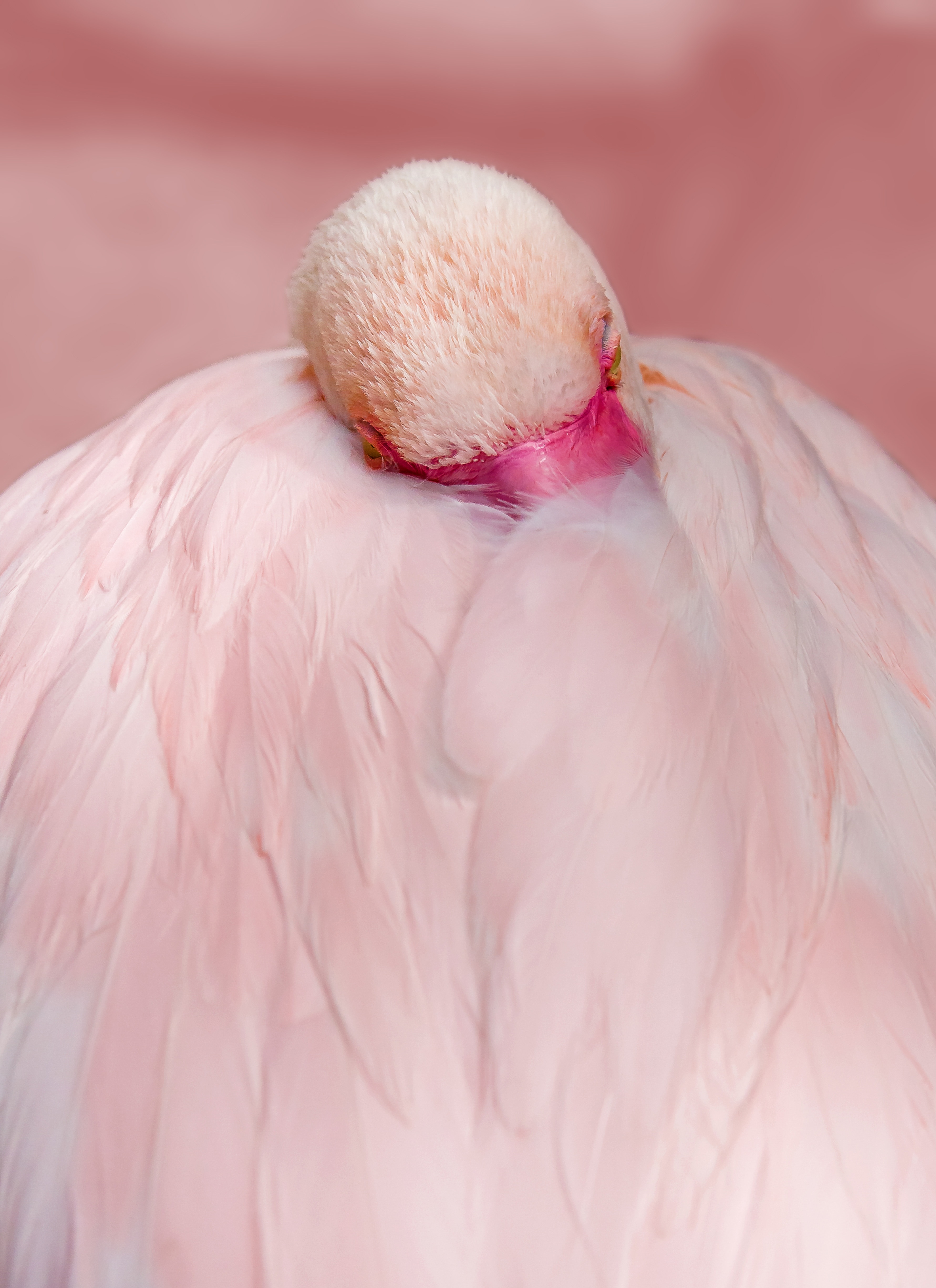 Pink, Bird, Water Bird, Flamingo, pink color, feather