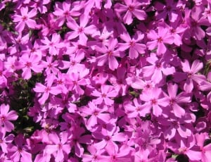clustered purple petal flowers thumbnail