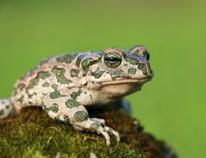 green and brown frog thumbnail