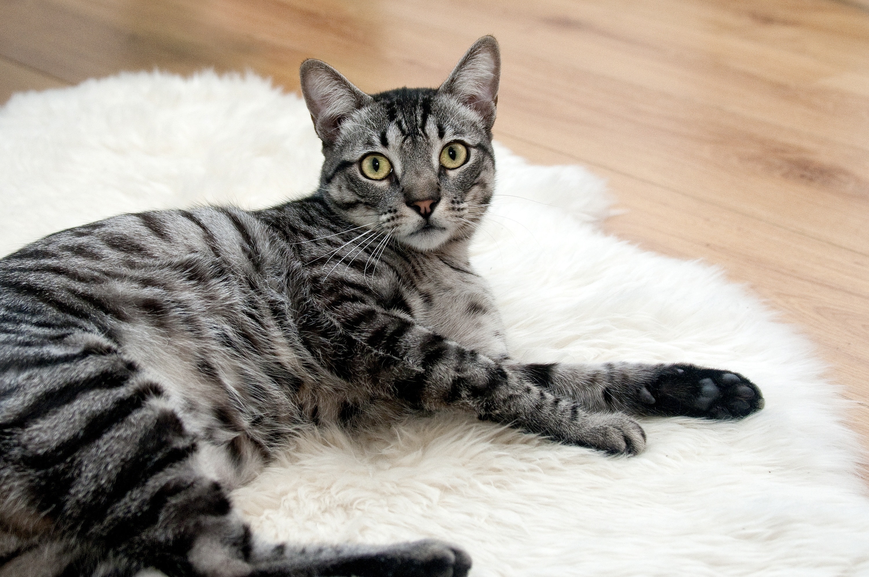 Любая порода кошек. Европейская короткошерстная кошка табби. Египетская МАУ табби. Полосатый кот порода табби. Европейская короткошерстная табби тигровый.
