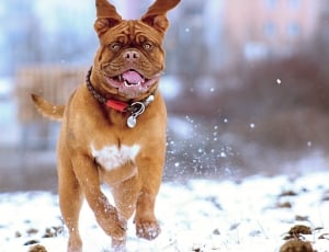 brown short coated dog running snow filed thumbnail