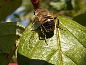 Hover fly perched on green leaf thumbnail