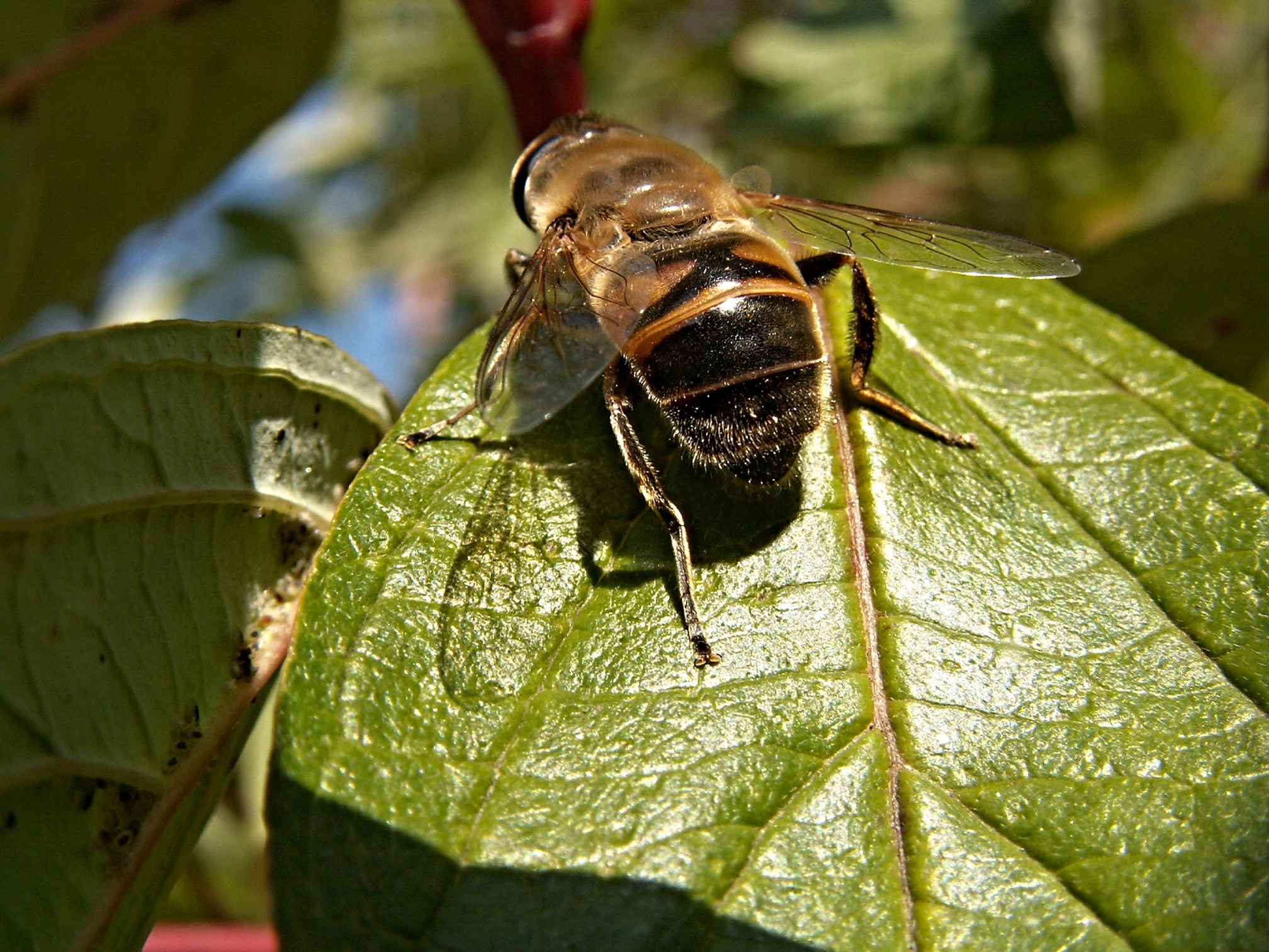 Hover fly perched on green leaf