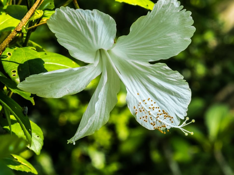 white Hibiscus preview