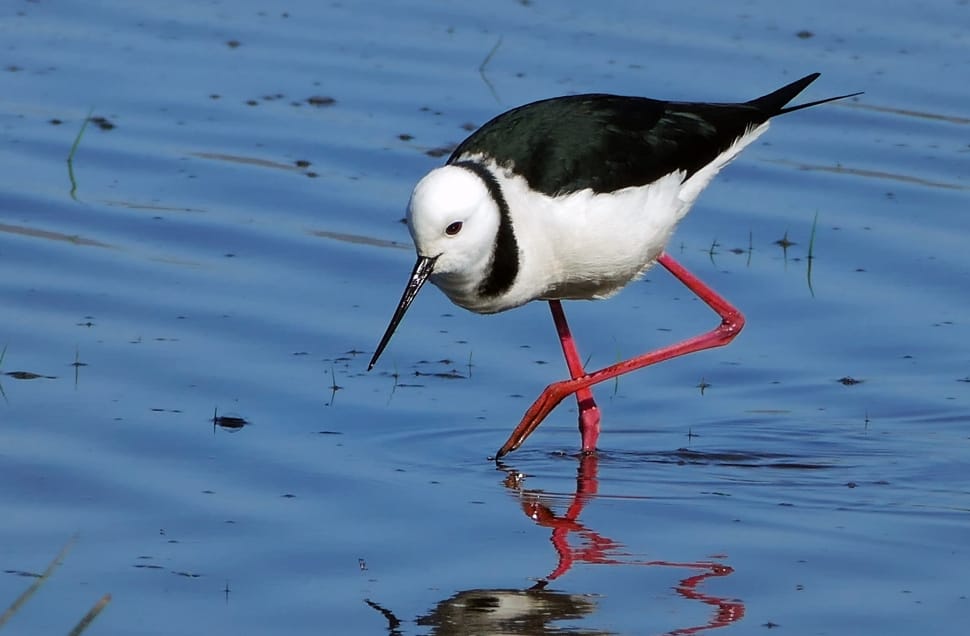 Pied stilt (Himantopus himantopus) NZ preview