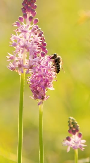 pink flowers and black bee thumbnail