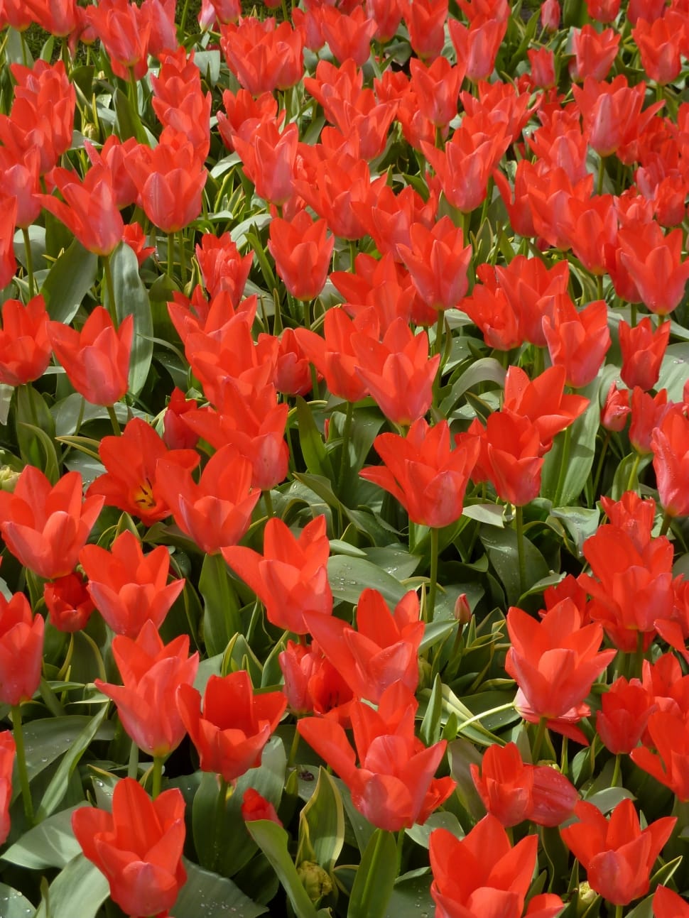 Tulip, Keukenhof, Spring, Blossom, Bloom, flower, growth preview