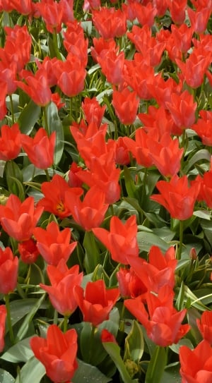 Tulip, Keukenhof, Spring, Blossom, Bloom, flower, growth thumbnail