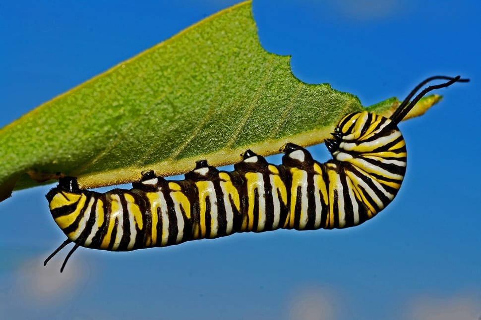 monarch caterpillar on green leaf plant preview