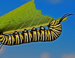 monarch caterpillar on green leaf plant thumbnail