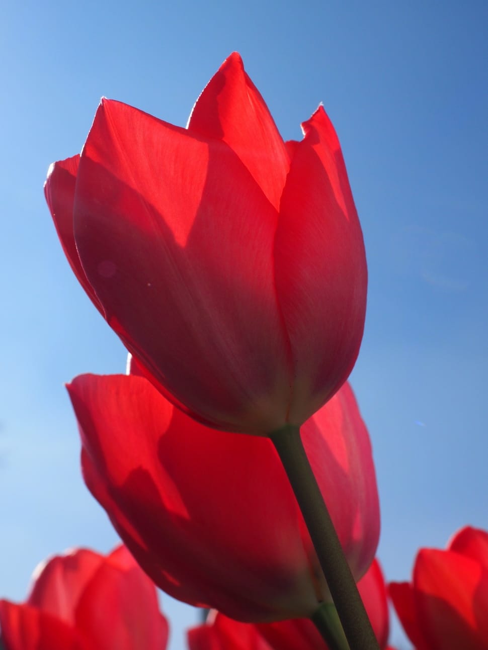 Red, Flowers, Spring, Close, Tulips, red, close-up preview