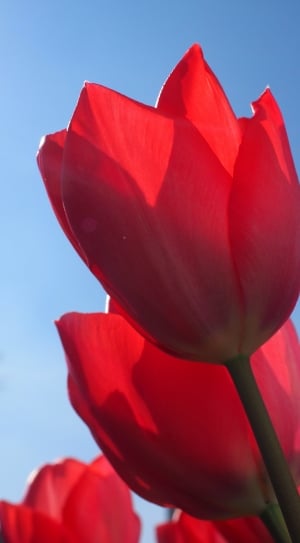 Red, Flowers, Spring, Close, Tulips, red, close-up thumbnail