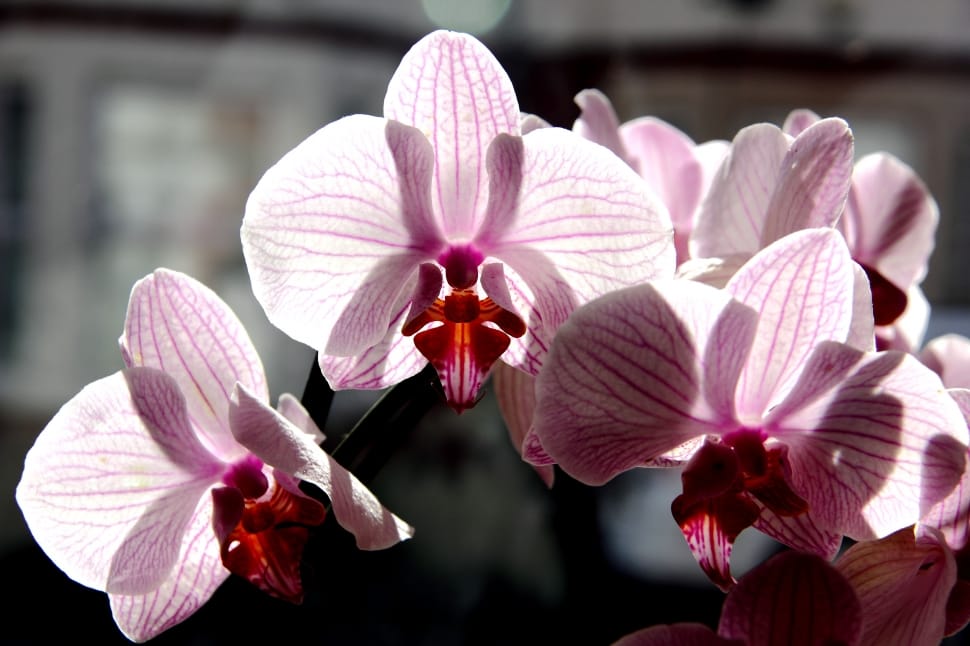 pink moth orchid in closeup photo preview