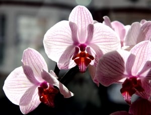 pink moth orchid in closeup photo thumbnail
