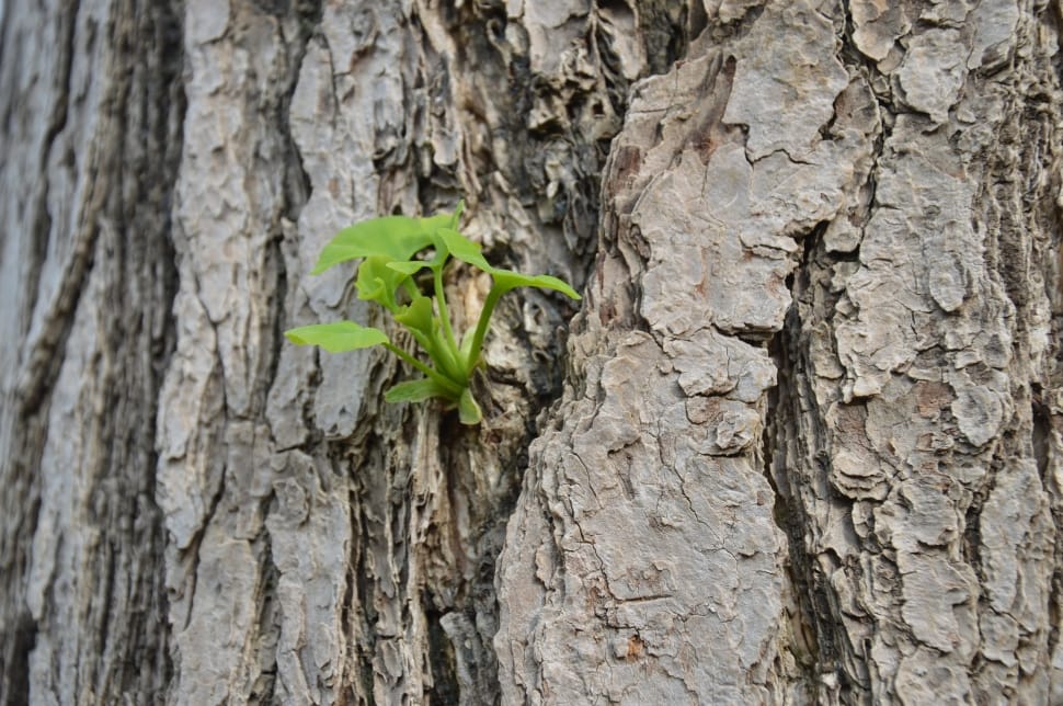 Tree, Gingko, Bark, Buds, New Leaves, tree trunk, textured preview