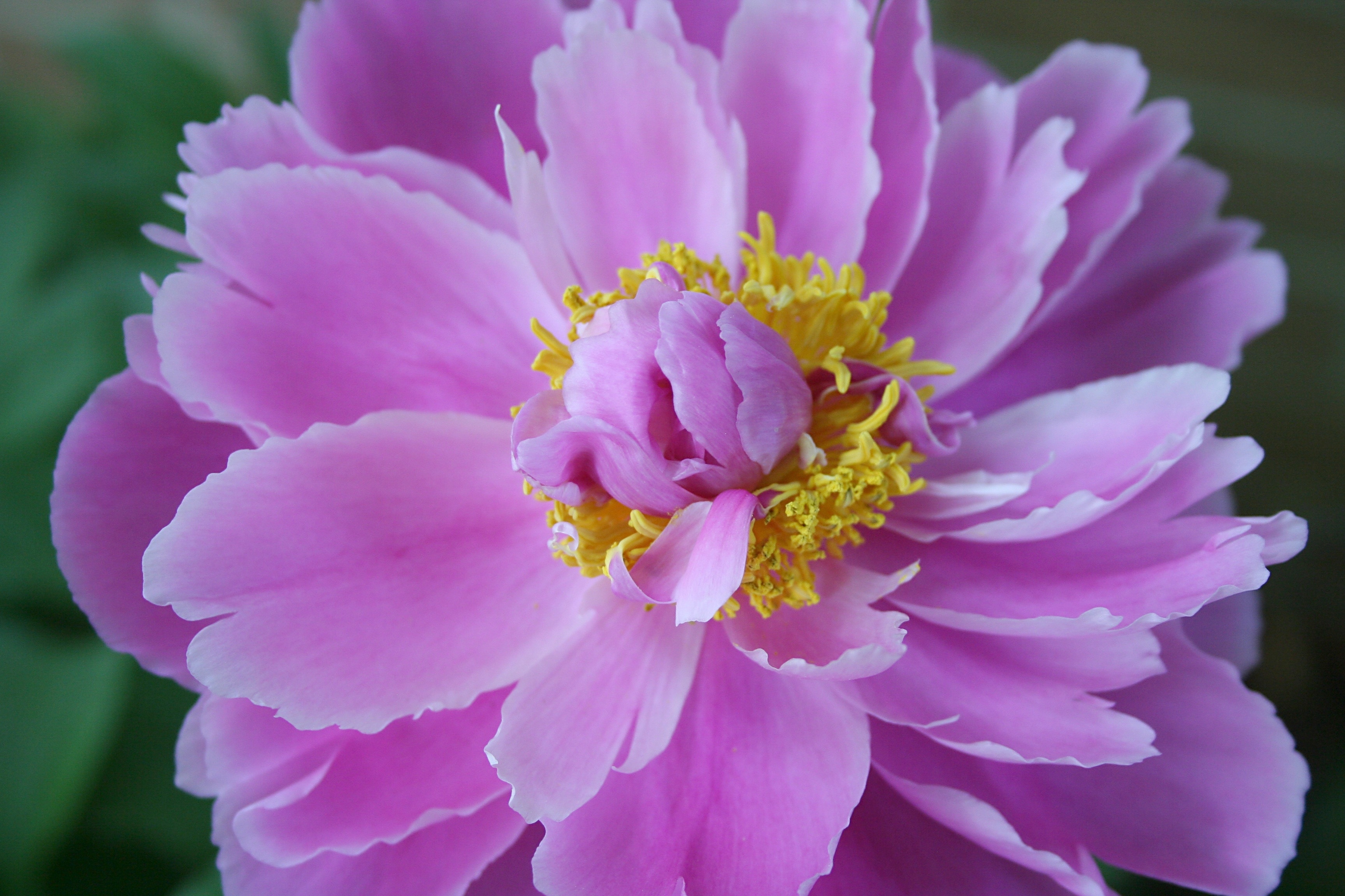 1366x768 wallpaper | pink peony | Peakpx