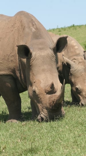 two adult Rhino on grass field thumbnail