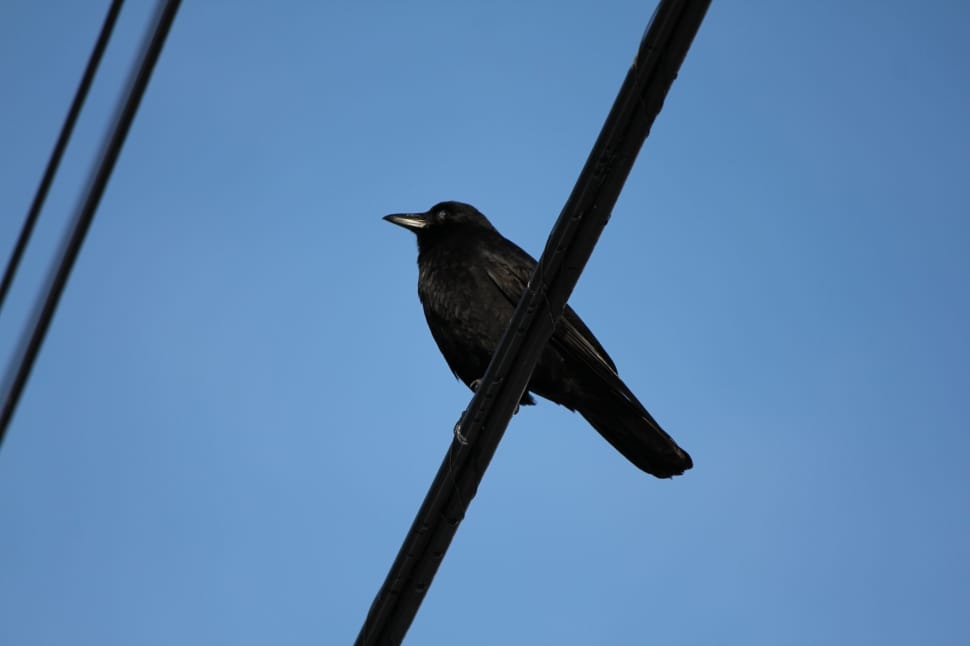 black bird on black wire under blue sky during daytime preview