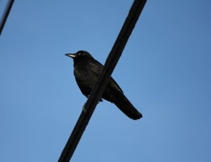 black bird on black wire under blue sky during daytime thumbnail