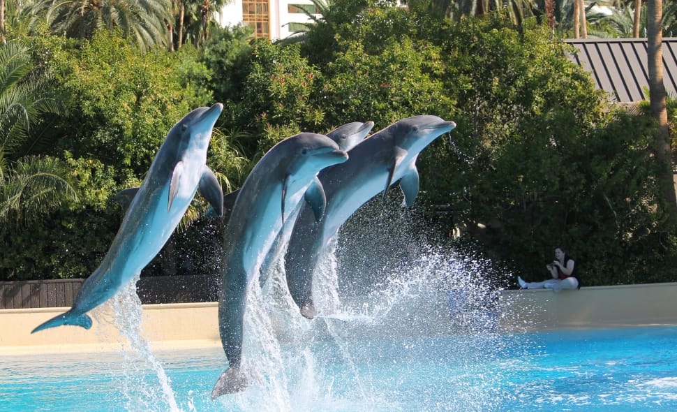 Water, Jumping, Jump, Dolphins, Show, water, splashing preview