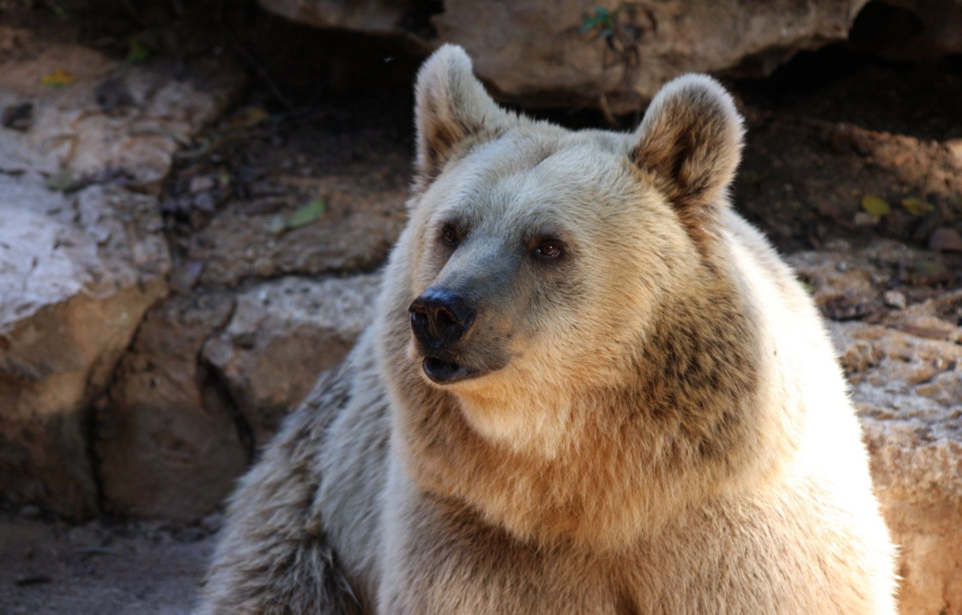 brown and beige bear