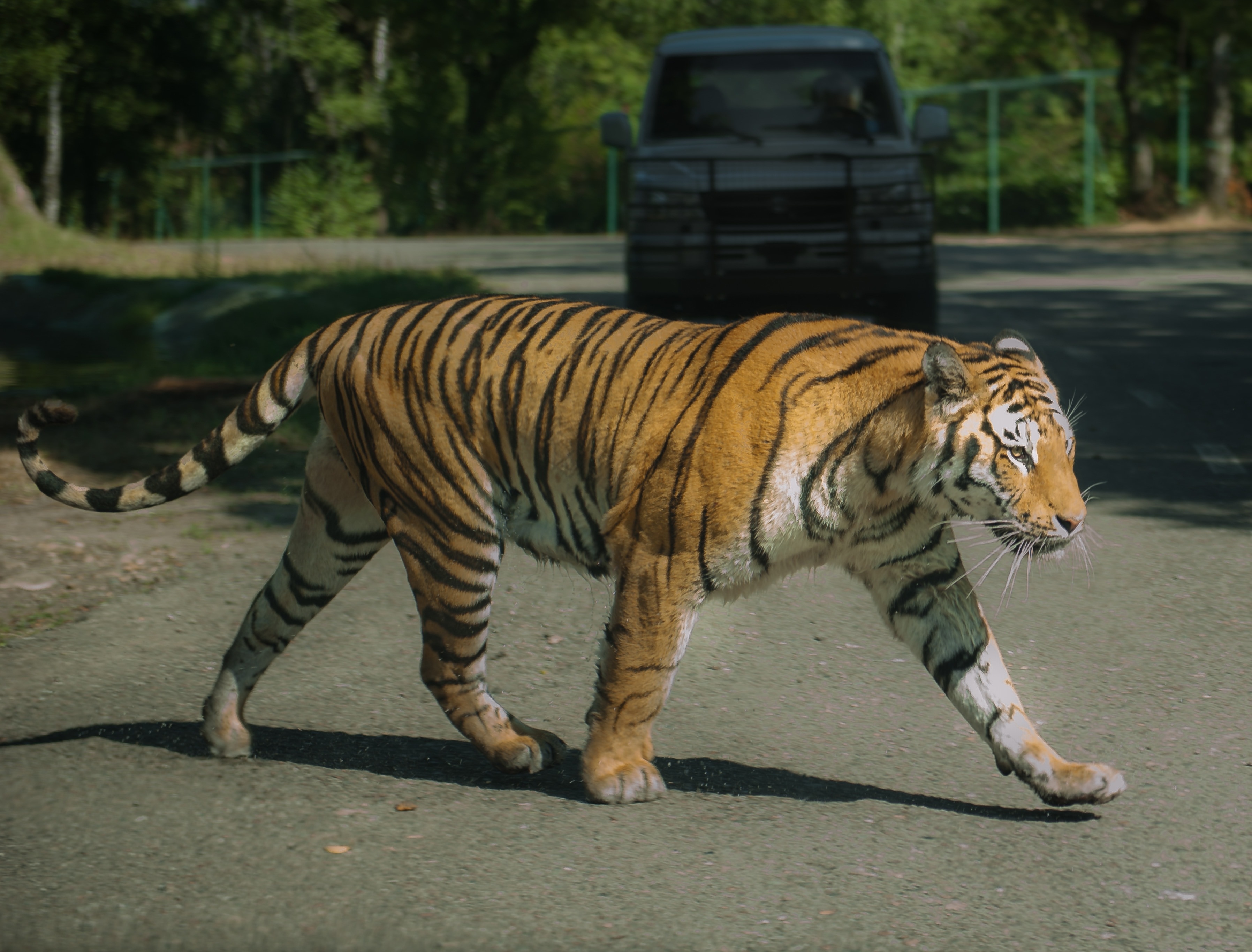 tiger walking on gray concrtee road during daytime