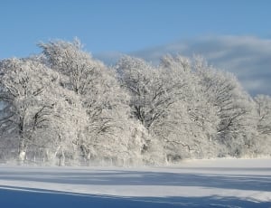 trees filled with snow thumbnail
