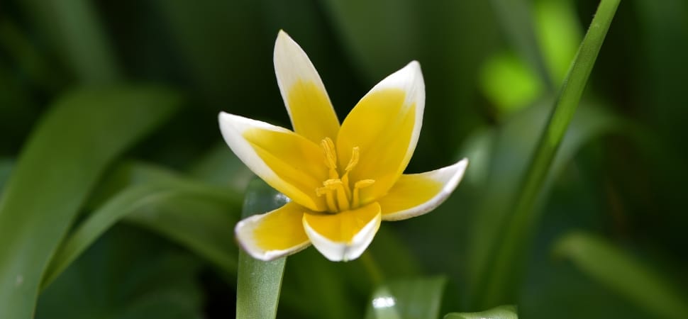 white and yellow rainlily preview
