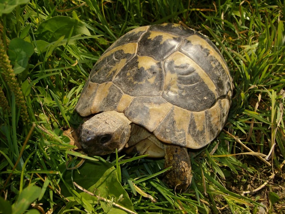 brown tortoise walking on grass free image | Peakpx