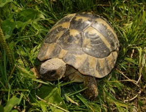 brown tortoise walking on grass thumbnail