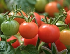 red green and yellow tomatoes thumbnail