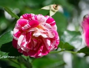 Rose, Bloom, Pink White, Blossom, flower, pink color thumbnail