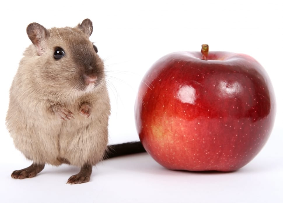 brown rat and red apple preview