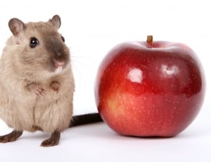 brown rat and red apple thumbnail