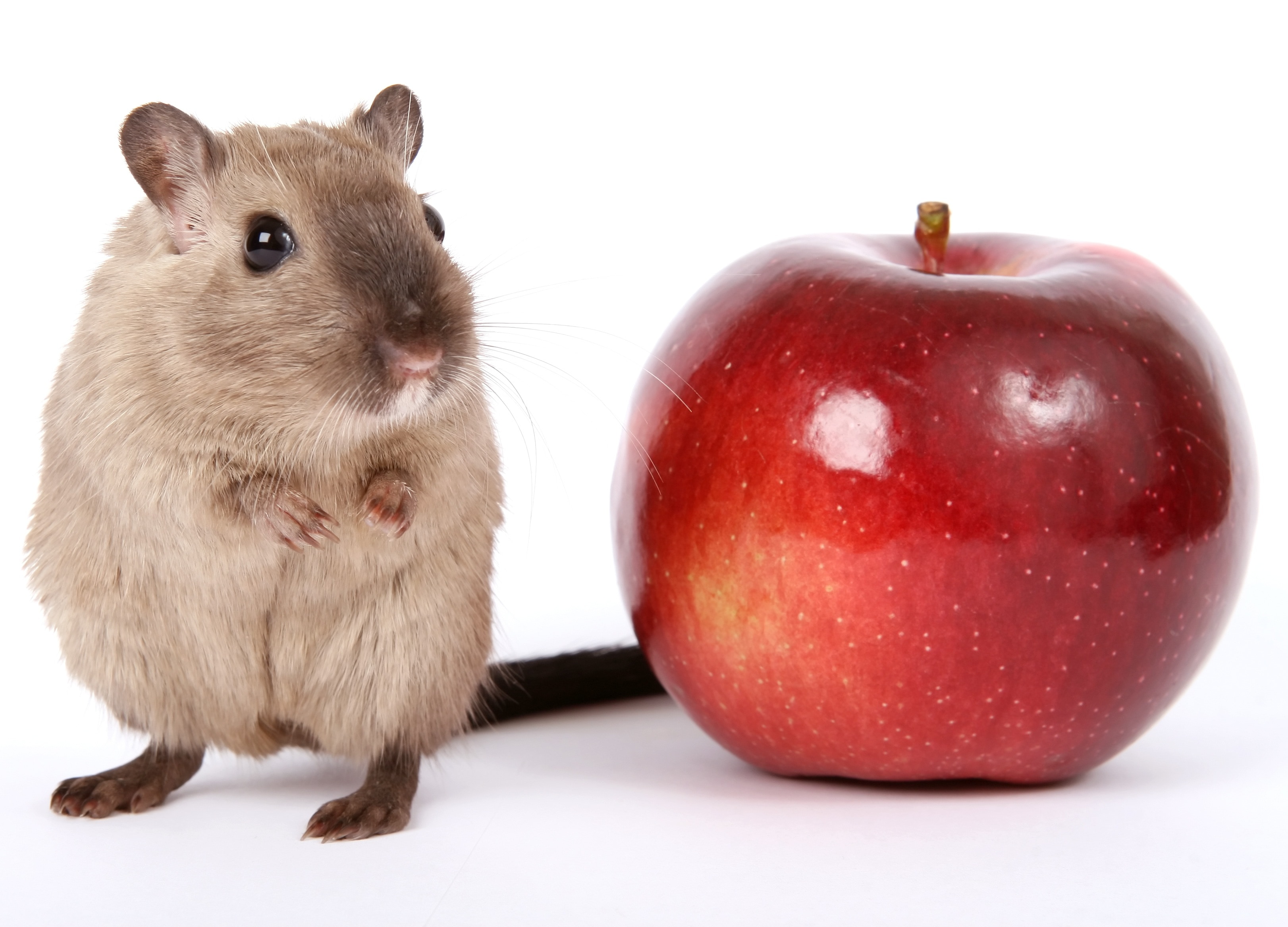brown rat and red apple