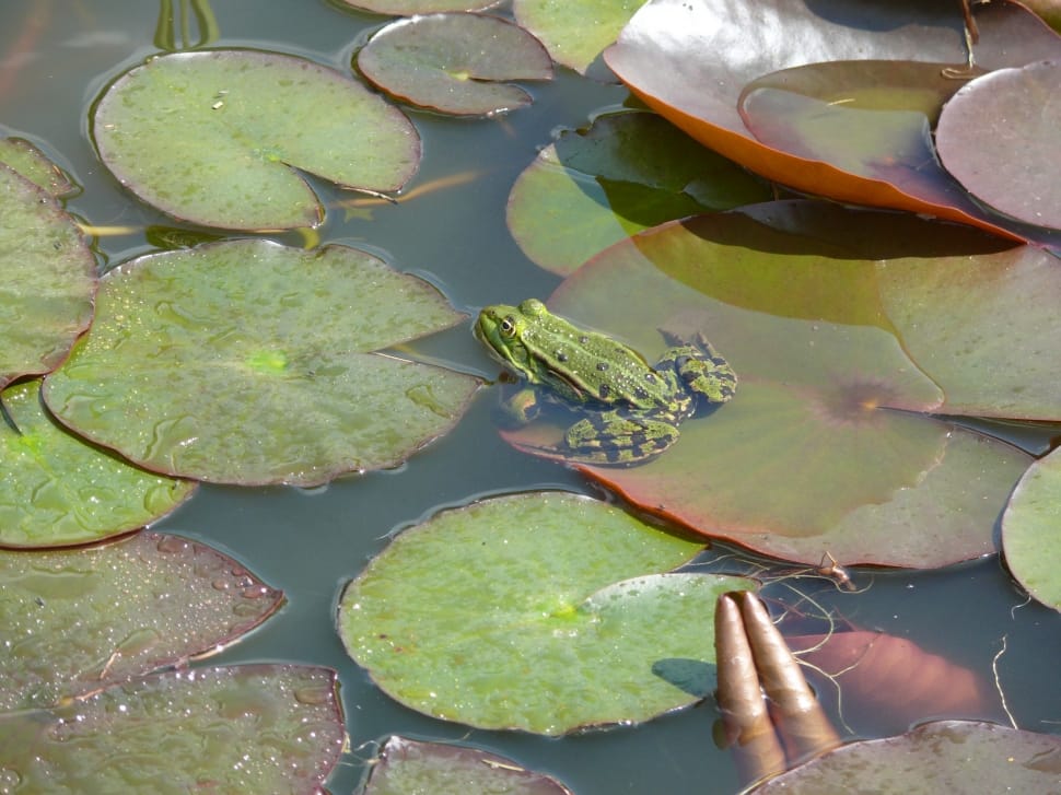 frog on top of water lily preview