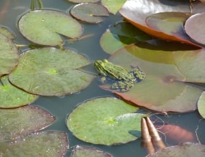 frog on top of water lily thumbnail