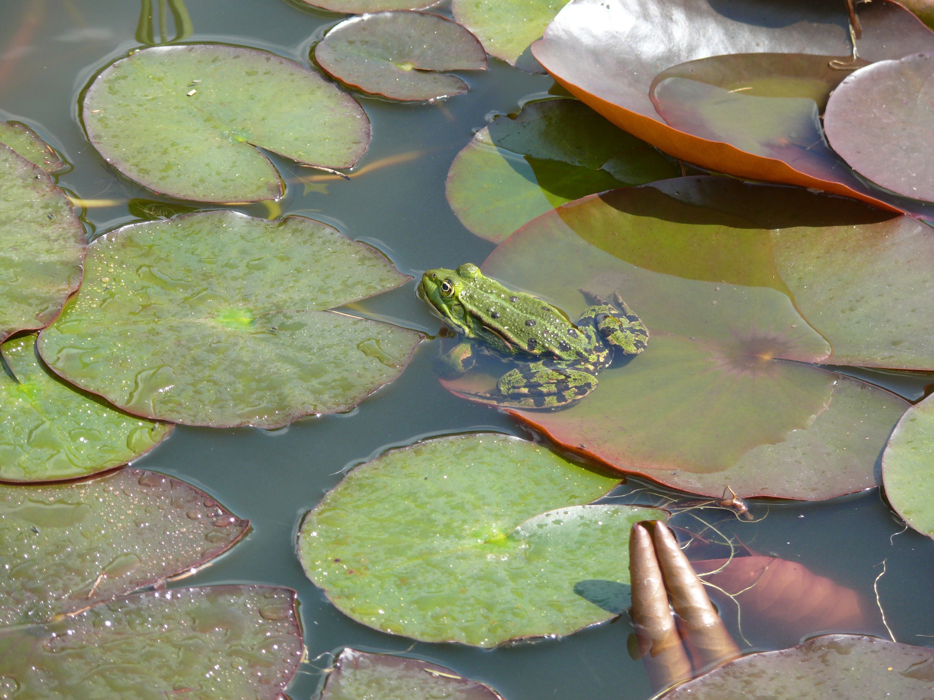 frog on top of water lily