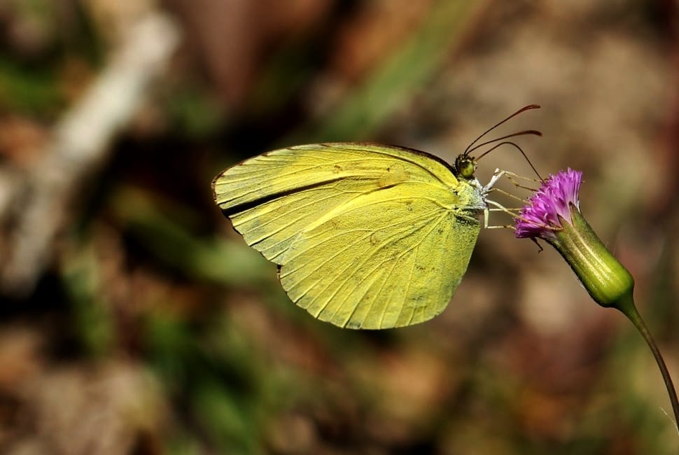 yellow butterfly preview