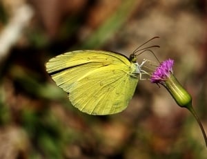 yellow butterfly thumbnail