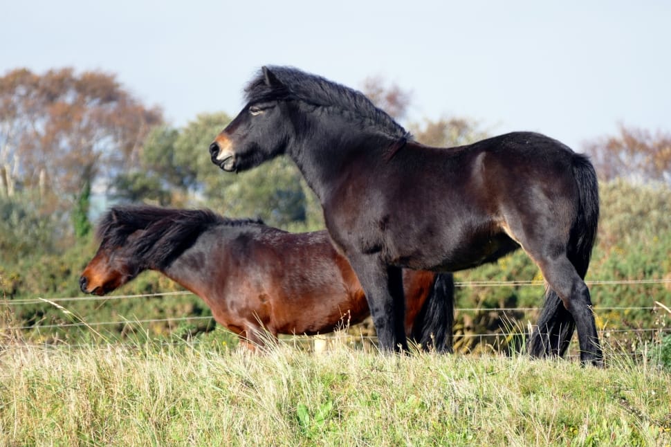 2 black and brown horses preview