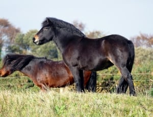 2 black and brown horses thumbnail