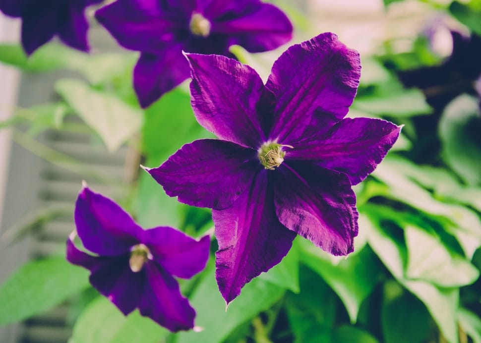 purple flowers preview